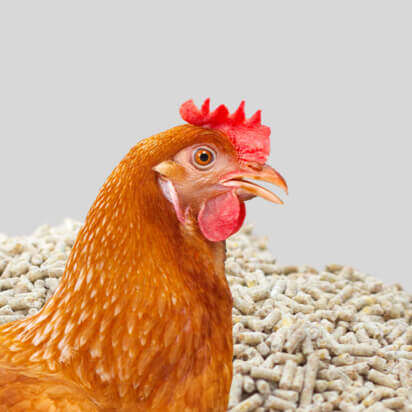 ergaenzungsfuttermittel gefluegel bubblenavibanner